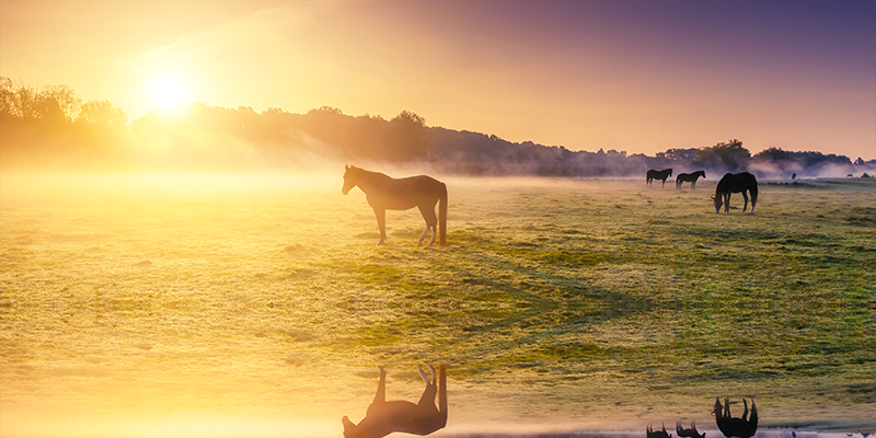 Arabian Ranches Image